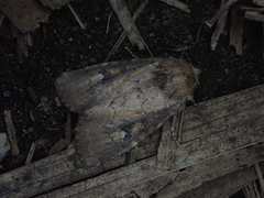 Atrachea miyakensis