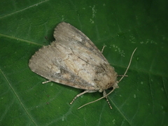 Atrachea miyakensis