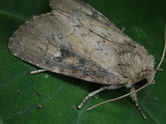 Atrachea miyakensis