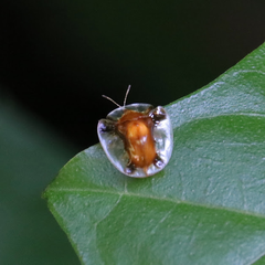 Syngambria