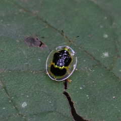 Ischnocodia succincta