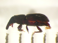Dryophthorus