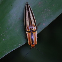 Semiotus serraticornis