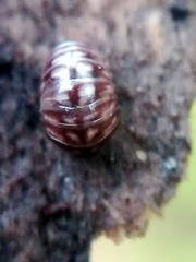 Glomeris intermedia