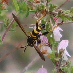 Conops ceriaeformis