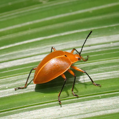 Ellipticus testaceus