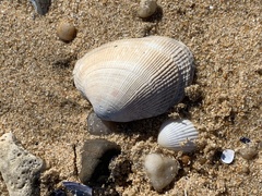 Ruditapes philippinarum