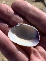 Ruditapes philippinarum