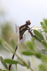 Neogomphus edenticulatus