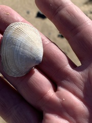 Ruditapes philippinarum