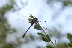 Neogomphus edenticulatus