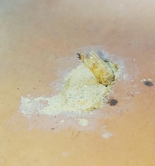 Chalybion bengalense