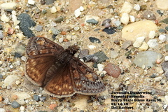 Erynnis juvenalis