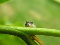 Membracidae
