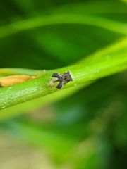 Membracidae