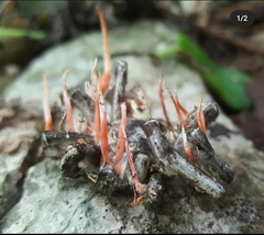 Cordyceps caloceroides