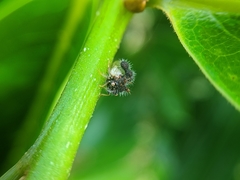 Membracidae