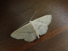 Idaea