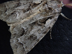 Acronicta digna