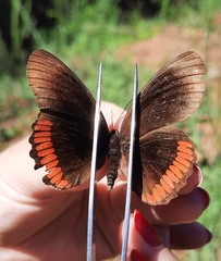 Biblis hyperia nectanabis