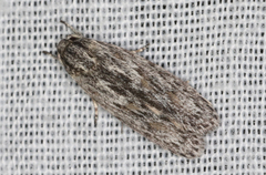 Phylomictis sarcinopa