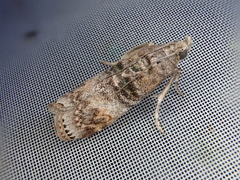 Nephopterix intercisella