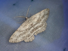 Hypomecis crassestrigata