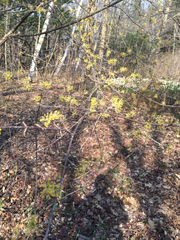 Cornus mas