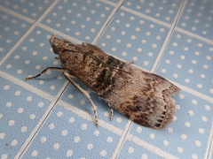 Nephopterix intercisella