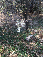 Amelanchier arborea arborea