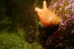 Halocynthia aurantium