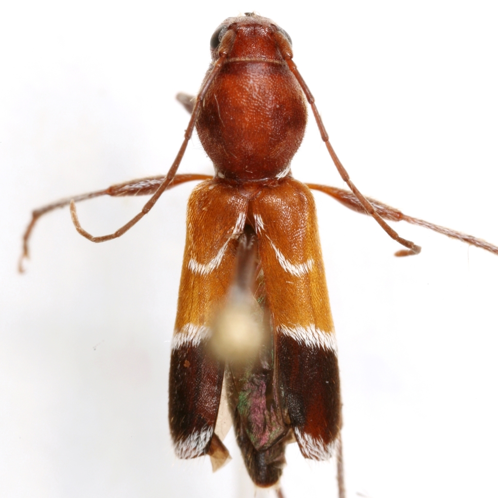 Clytoleptus