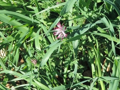 Fumaria bastardii