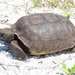 Gopher Tortoise - Photo (c) Dave, some rights reserved (CC BY-NC), uploaded by Dave