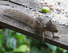 Funambulus palmarum