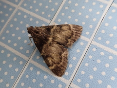 Lepidogma melanobasis