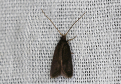Lecithocera terrigena