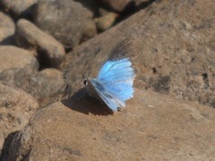Hypolycaena othona othona