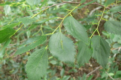 Celtis planchoniana