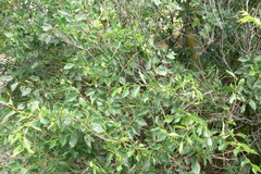 Celtis planchoniana