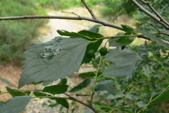 Celtis planchoniana
