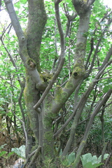 Celtis planchoniana
