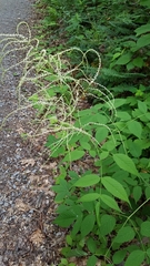 Aruncus dioicus