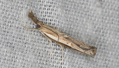 Ptochostola microphaeellus