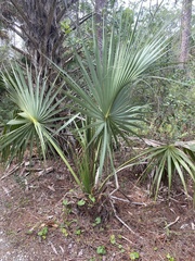 Sabal palmetto palmetto