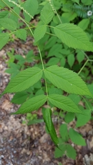 Aruncus dioicus