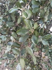 Quercus rotundifolia