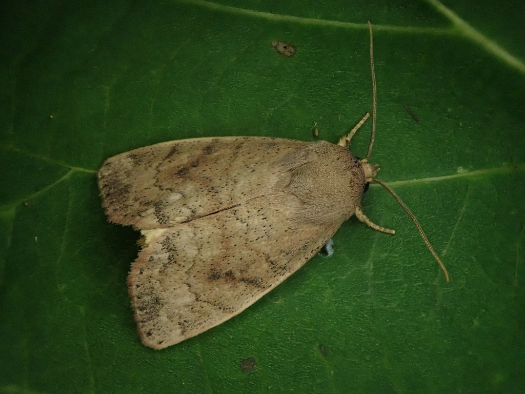 Cosmia mali