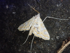 Elophila interruptalis