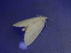 Patissa fulvosparsa
